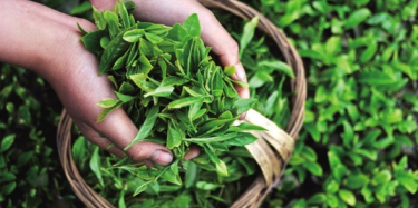 第十四屆中國(guó)（深圳）國(guó)際茶產(chǎn)業(yè)博覽會(huì)暨紫砂、陶瓷、紅木、茶具用品展